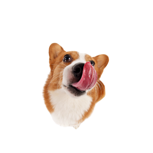 Corgi head tilted, tongue lapping toward nose with a playful expression