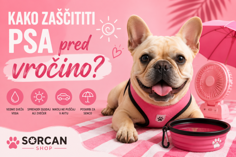 Kako zaščititi psa pred vročino? 12 nasvetov za varno poletje | Sorcan Shop
